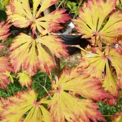 Maples N More Nursery