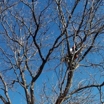 Colorado Land & Tree - a man in a tree - Tree Services Near Me Colorado Land & Tree - a man in a tree - Tree Services Near Me