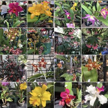 Flamingo Gardens - Orchid and bromeliad show at Flamingo Garden - Botanical Gardens Near Me - Davie, Florida