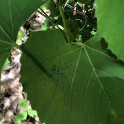 Finnish Center At Saima Park - Spider on a grape leaf out on the xc ski trails