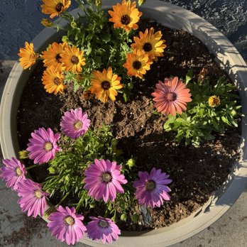 Sunshine Growers Nursery - Ativan daisies - Nurseries & Gardening Near Me - Yucaipa, California Sunshine Growers Nursery - Ativan daisies - Nurseries & Gardening Near Me - Yucaipa, California
