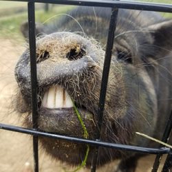 Two by Two Petting Zoo - Piggy smile!!