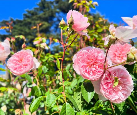 Golden Gate Park by null