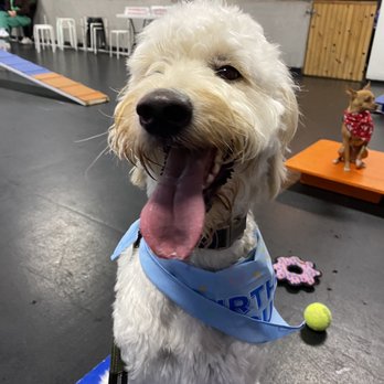 Zoom Room Dog Training - Birthday boy! - Pet Training Near Me - Belmont, California Zoom Room Dog Training - Birthday boy! - Pet Training Near Me - Belmont, California