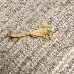 Maurices - This is the picture of the scorpion that was inside the pants that my aunt got bit/stung by today