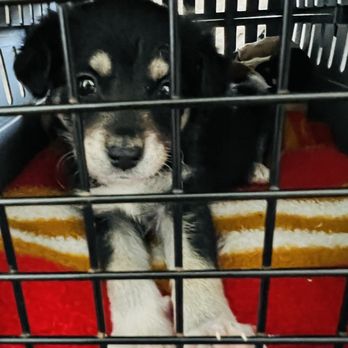 Stanislaus Animal Services Agency - 5 week old Male puppy available approx 6 weeks for adoption - Animal Shelters Near Me - Modesto, California