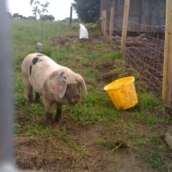 TooGood Farm Shop