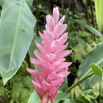 Botanical World Adventures - Botanical Gardens Near Me - Hakalau, Hawaii
