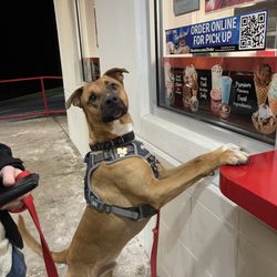 Free Pup Cups!