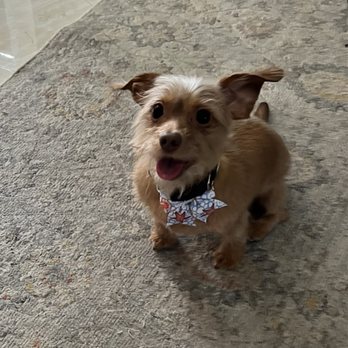 Ginger's Getaway Pet Spa - Pet Groomers Near Me - Weston, Florida Ginger's Getaway Pet Spa - Pet Groomers Near Me - Weston, Florida