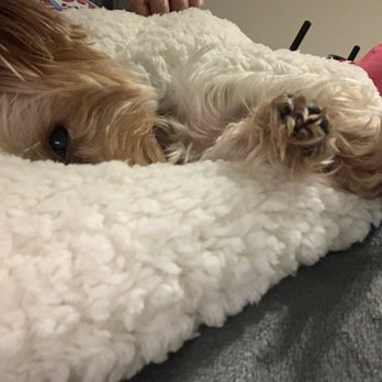 PDwalks - While I was in Mexico, Cuddles was snuggling with Elena and having the time of her life!!! - Dog Walkers Near Me