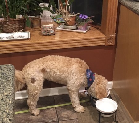 Animal Haus 547 7 Mile Rd Northville Mi Pet Grooming Mapquest