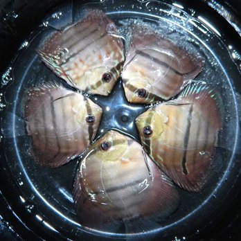 Myrtle Beach Discus - Local Fish Stores Near Me - Conway, South Carolina