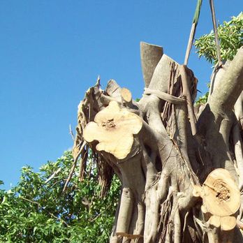 Olive Branch Tree Care - Olive Branch Tree Care - Tree Services Near Me
