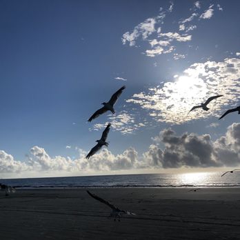 Eighty Ocean Kitchen and Bar - Seagulls - American Near Me - Jekyll Island, Georgia