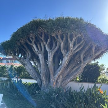 Hotel del Coronado, Curio Collection by Hilton - Coronado, CA