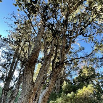 Hosmer Grove Campground - Tree - Campgrounds Near Me - Kula, Hawaii