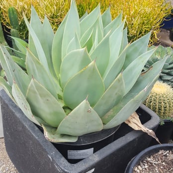 Barrels & Branches - Gorgeous white agave, agave celsii albicans - Landscaping Near Me - Encinitas, California