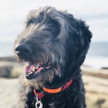 Say Goodbye At Home - Veterinarians Near Me Say Goodbye At Home - Veterinarians Near Me