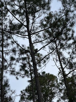 Stephen C Foster State Park by null