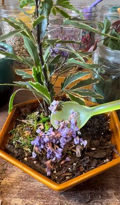 Ephemera - Plants, Terrariums and Comics by null