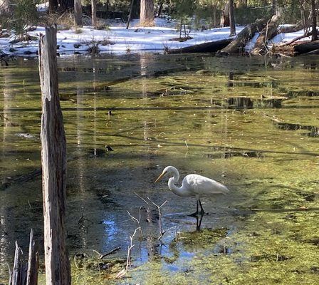 Skidaway Island State Park by null