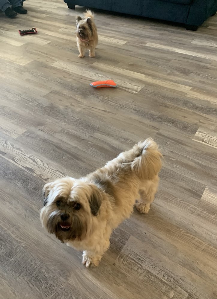 ROYAL PAWS NATIONWIDE PET TRANSPORTATION Updated May 2024 33 Photos & 30 Reviews Marietta