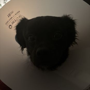 The Pet Advocate - Day 1 miserable - Veterinarians Near Me - Tracy, California