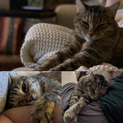 WIth Love Pet Sitting