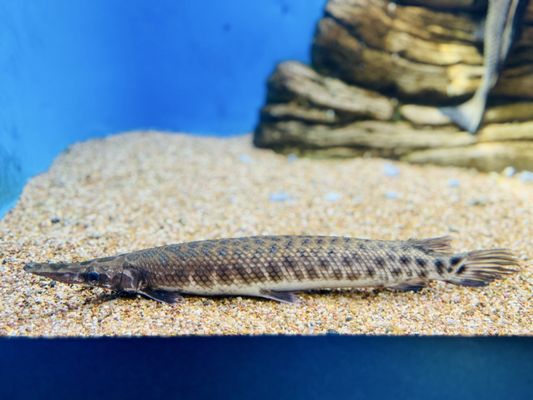 Waikiki Aquarium by null