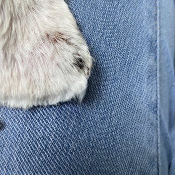 Katy Grooming - My dog's ears - Pet Groomers Near Me - Katy, Texas Katy Grooming - My dog's ears - Pet Groomers Near Me - Katy, Texas