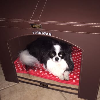 Bones Pet Stores - Finnigan in his new doghouse purchased at BPS. - Pet Stores Near Me - Vancouver, British Columbia Bones Pet Stores - Finnigan in his new doghouse purchased at BPS. - Pet Stores Near Me - Vancouver, British Columbia