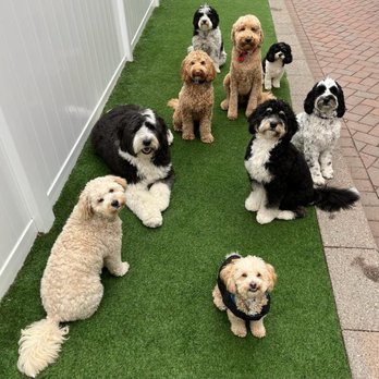 FurryTales - Pet Training Near Me - Fort Lee, New Jersey FurryTales - Pet Training Near Me - Fort Lee, New Jersey