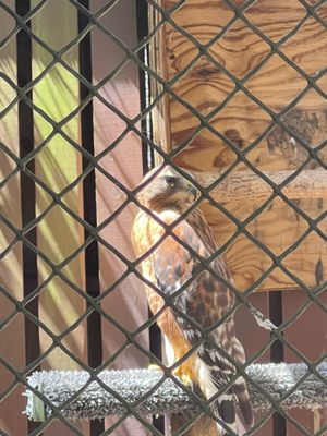 Carolina Raptor Center by null