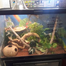 Improper set up for crested geckos