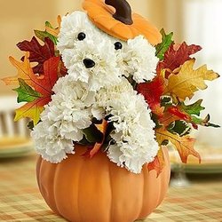 City Flowers - Our 'Adogable' arrangements are sure to make you smile.