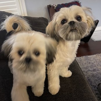 Chino Veterinary Hospital - Rio and Diego - Veterinarians Near Me - Chino, California Chino Veterinary Hospital - Rio and Diego - Veterinarians Near Me - Chino, California