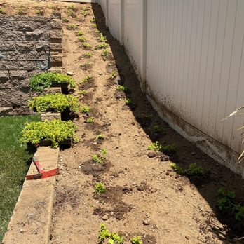 Green Sky Irrigation - a row of plants in a backyard - Landscaping Near Me - Perris, California Green Sky Irrigation - a row of plants in a backyard - Landscaping Near Me - Perris, California