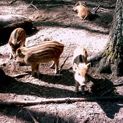 Tierpark der Fontanestadt Neuruppin Kunsterspring
