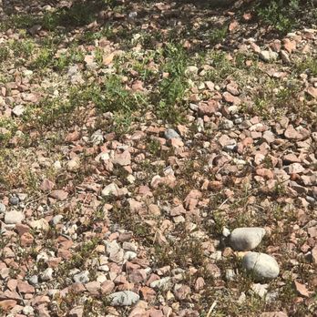 Green Guys - Weeds - Landscaping Near Me - Las Vegas, Nevada Green Guys - Weeds - Landscaping Near Me - Las Vegas, Nevada