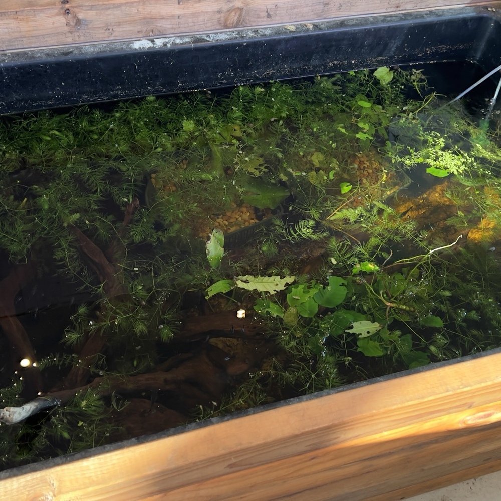 Tiny Aquatics - Local Fish Stores Near Me - Round Rock, Texas Tiny Aquatics - Local Fish Stores Near Me - Round Rock, Texas