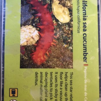 Seattle Aquarium - Aquariums Near Me - Seattle, Washington Seattle Aquarium - Aquariums Near Me - Seattle, Washington