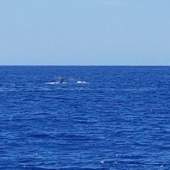 Trilogy Excursions - Whale tail - Snorkeling Near Me - Lahaina, Hawaii