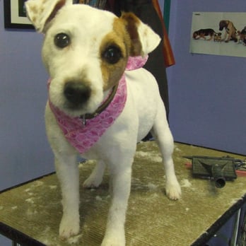 Markeydas Pet Grooming - Pet Groomers Near Me - Langley, British Columbia Markeydas Pet Grooming - Pet Groomers Near Me - Langley, British Columbia