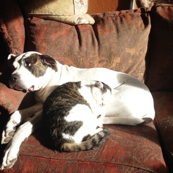 Central Oregon Pet Care Pros - Nap Time at Central Oregon Pet Care Pros - Pet Sitting Near Me - Bend, Oregon