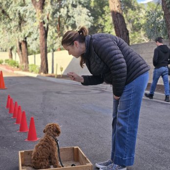 Pet Empire & Supplies - Notice Huck is watching Javier in the back since he established himself as the lead alpha and now was my turn to do the same. - Pet Stores Near Me - Highland, California