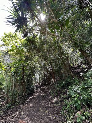 Waikamoi Nature Trailhead and Parking Area by null