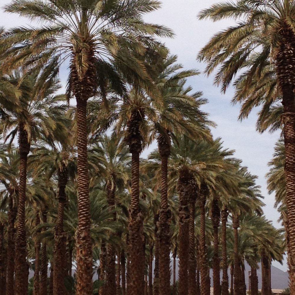 Imperial Date Gardens - Date Palms - Fruits & Veggies Near Me - Winterhaven, California Imperial Date Gardens - Date Palms - Fruits & Veggies Near Me - Winterhaven, California