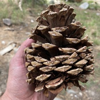 Mount San Jacinto State Park - Big Pine Cone - Parks Near Me - Idyllwild, California
