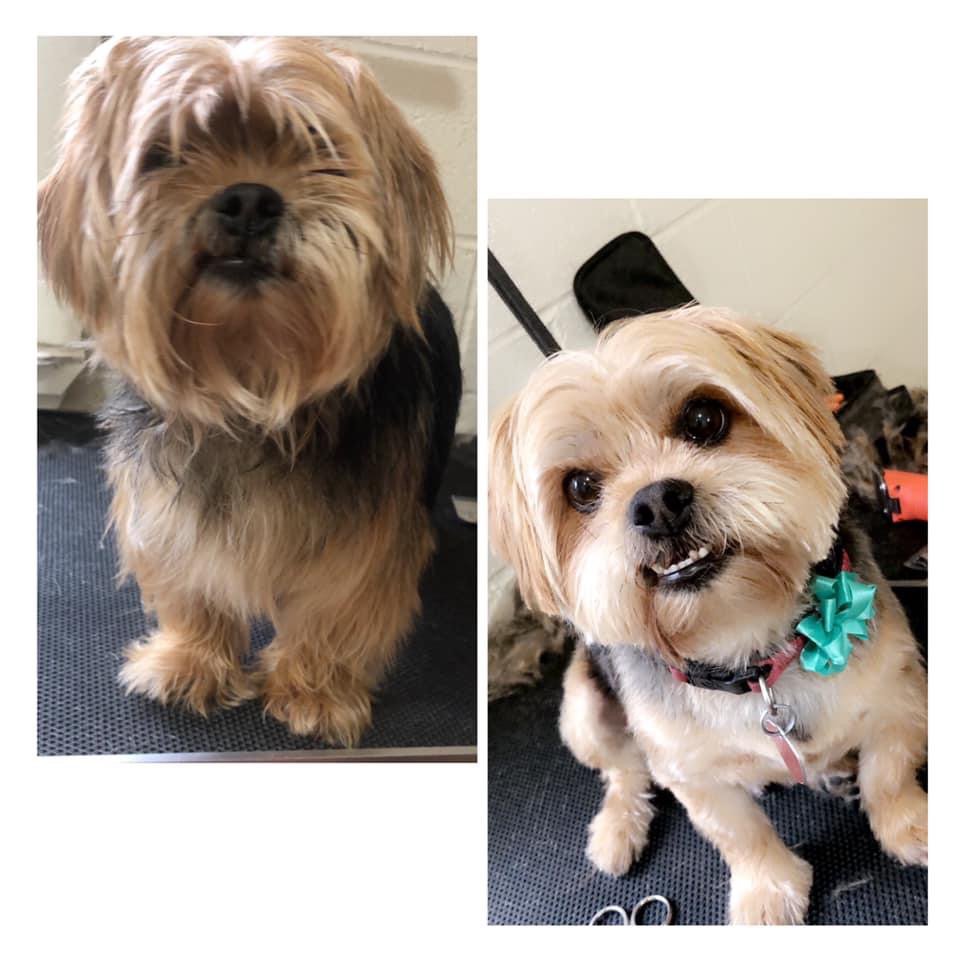 GROOMING BY HALEY Updated July 2024 33 Photos 505 Beverly Dr, Wichita Falls, Texas Pet